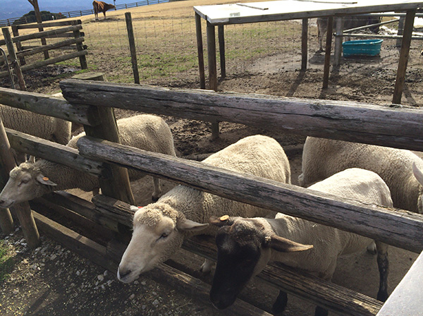 blog-shn-20180312-13